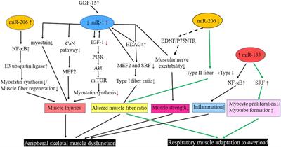 The role of muscle-specific MicroRNAs in patients with chronic obstructive pulmonary disease and skeletal muscle dysfunction